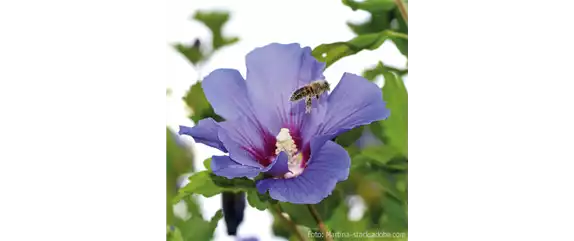 FüR MEHR BIENEN UND SCHMETTERLINGE!