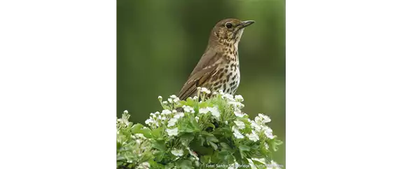 TOP 5 INSEKTENFREUNDLICHE PFLANZEN!