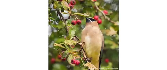 TOP 5 INSEKTENFREUNDLICHE PFLANZEN!