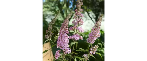 BIENEN UND SCHMETTERLINGE IM GARTEN!