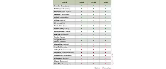 Haustierfreundliche Pflanzen.