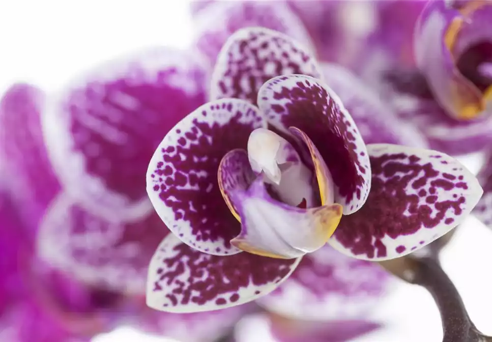 ORCHIDEEN FüR ANFäNGER UND PROFIS