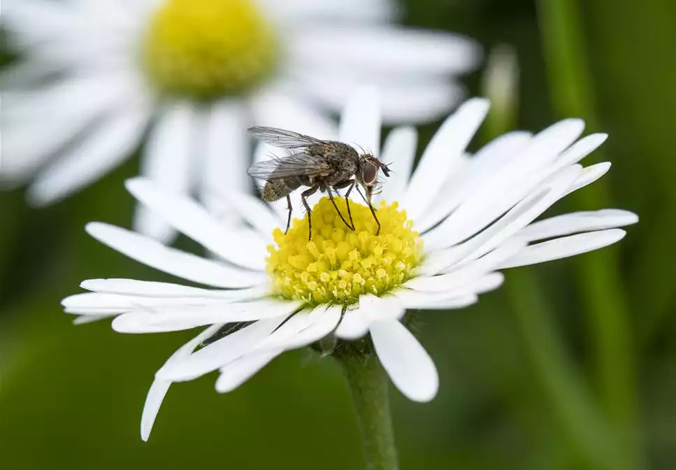 BIOLOGISCHER PFLANZENSCHUTZ IM GARTEN