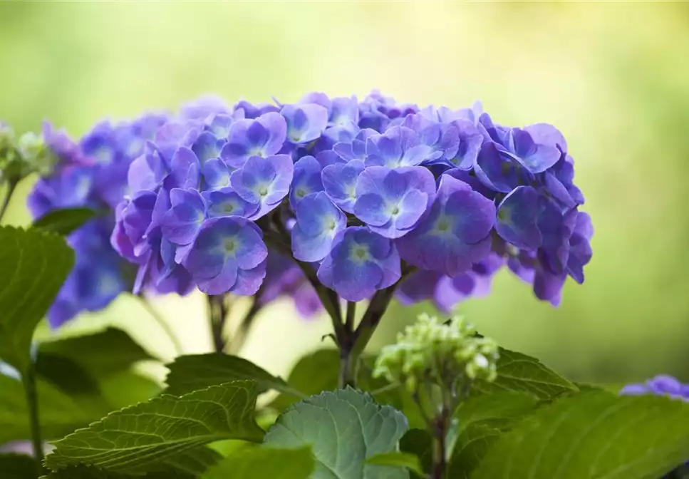 DIE HORTENSIE - DER SCHöNE GARTENKLASSIKER