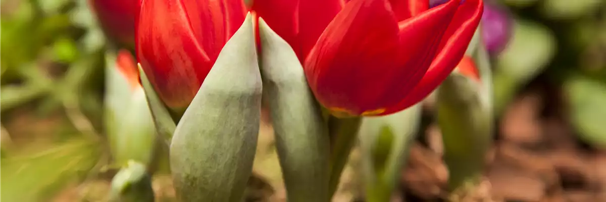 Tulipa